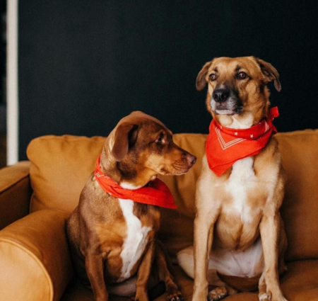 How to Create a Pet-Friendly Home